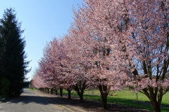 Reiwa Sakura Garden w Powsinie