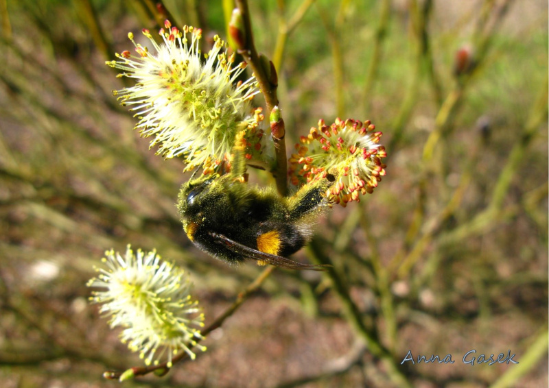 Kwiaty męskie wierzby lapońskiej  maja do zaoferowania słodki nektar