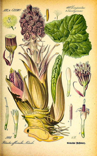 Rycina - lepiężnik różowy (Petasites hybridus) licencja Creative Commons