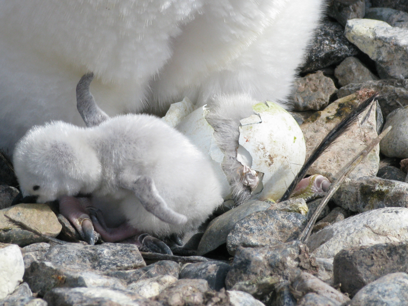 Młode zwierzęta przychodzą na świat podczas antarktycznego lata