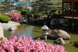 Byliny japońskich ogrodów do cienistych ogrodów w stylu leśnym
