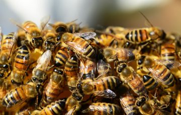 Pszczoła miodna – jedyna w swoim rodzaju…