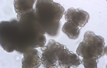Somatyczna embriogeneza u roślin z rodzaju Gentiana