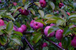Stare odmiany jabłoni w Ogrodzie