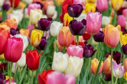 Tulipany znane i mniej znane