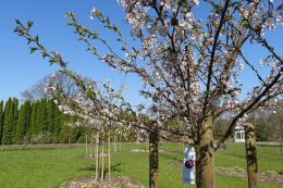 Gatunki i odmiany wiśni ozdobnych na Reiwa Sakura Teien