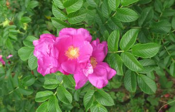 Róża pomarszczona – wszędobylska Japonka, najukochańsza z dzikich róż Polaków