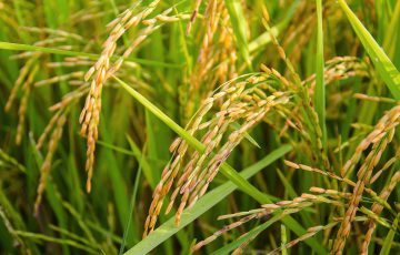 Ryż – nowość w naszym Ogrodzie