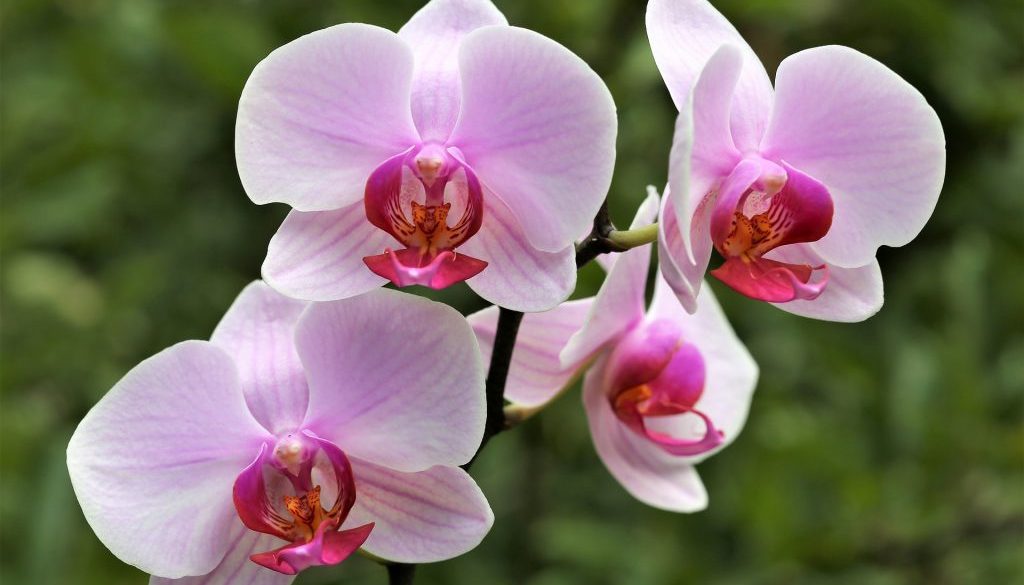 orchid-3567929_1920