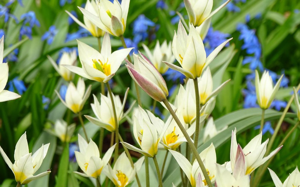 Tulipany turkiestańskie w Ogrodzie