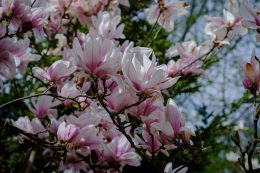 Magnolie: arystokratki wśród drzew wiosny