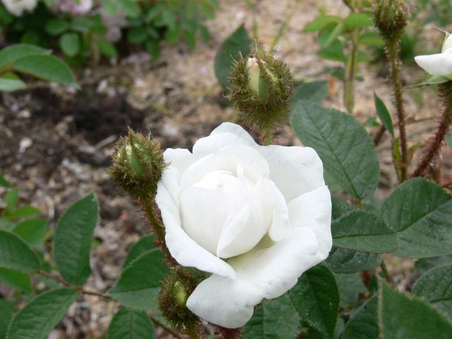 Rosa Centifolia F Muscosa Blanche Moreau Mm 2015 P1460433 (3)