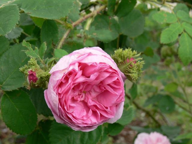 Rosa X Centifolia F Muscosa Chapeau Du Napoleon Mm Ob 2014 P1310204 (1)