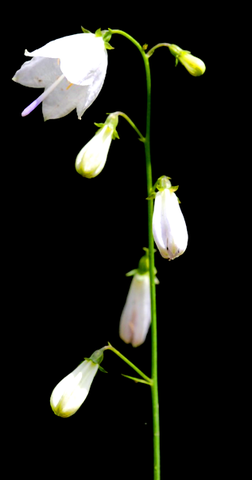 Adenophora Liliifolia 2