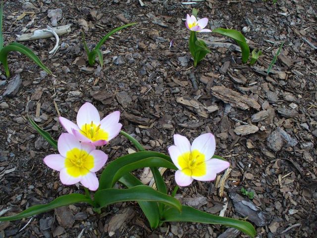 Tulipan Lilac Wonder