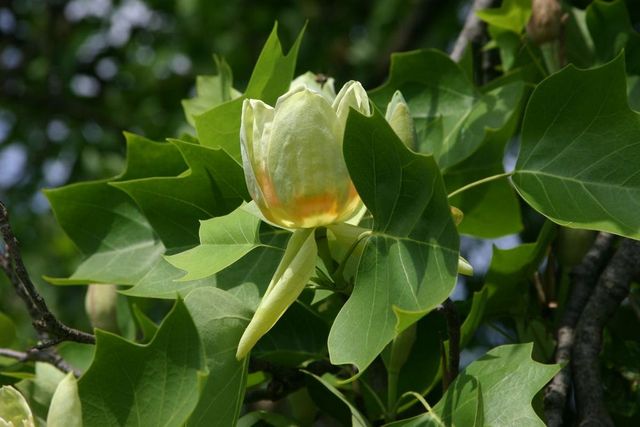 Liriodendron Tulipifera