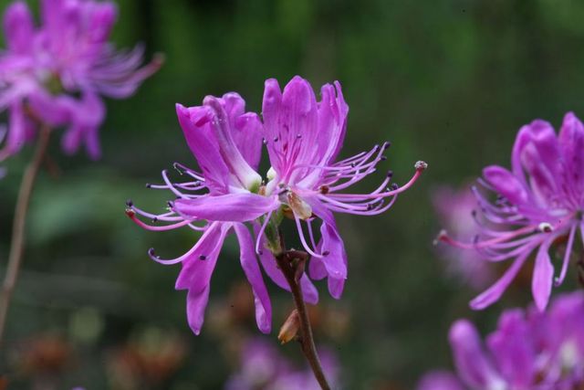 Rhododendron Canadensis