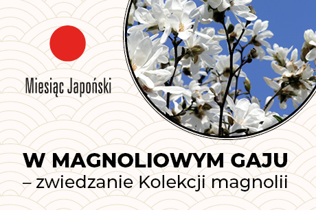 W magnoliowym gaju – zwiedzanie kolekcji magnolii