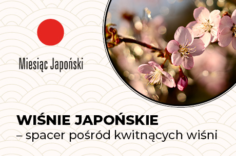 Wiśnie japońskie – spacer pośród kwitnących wiśni