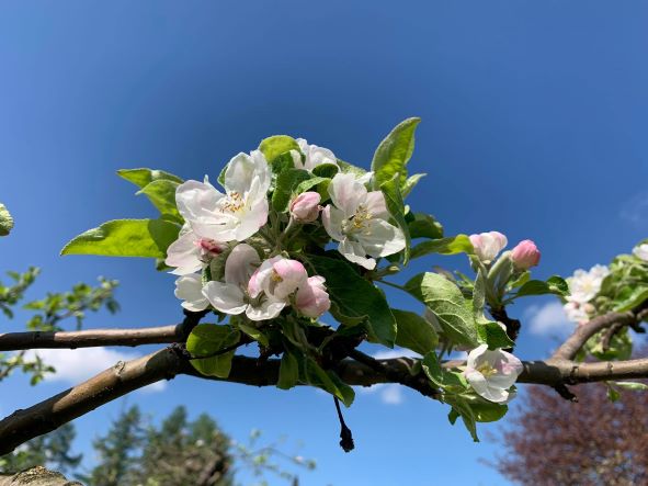 Dzień kwitnącej jabłoni, 7 maja